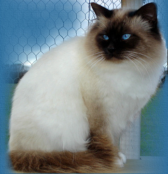 Sharada Puss in Boots