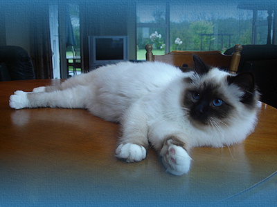 Silver Double Grand Champion Silverthorne Sunshine 